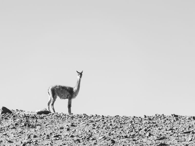 VICUÑA NO DESERTO DA BOLÍVIA