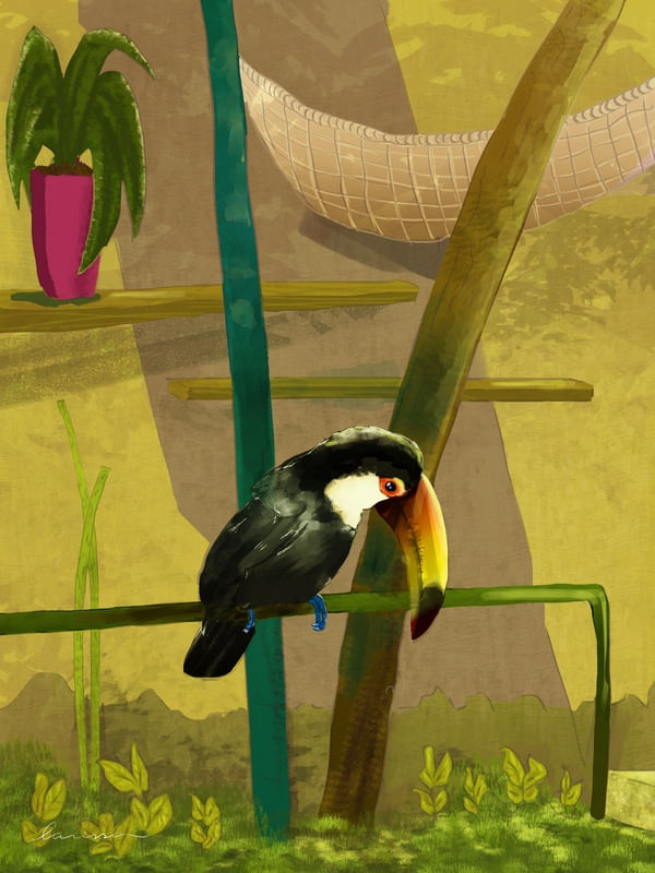 TUCANO NO ZOO