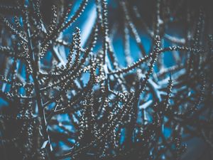 NATURE V