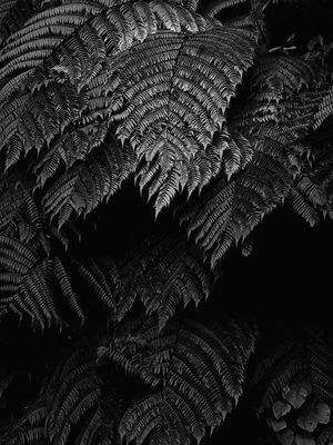 DARK FOLHAS PB