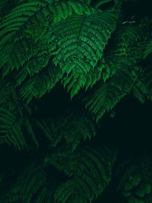 FOLHAS VERDES DARK