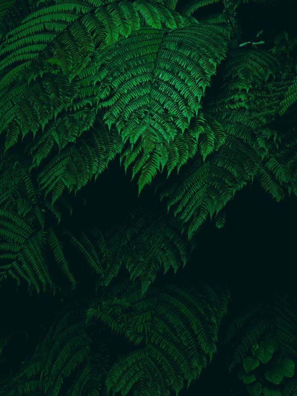 FOLHAS VERDES DARK