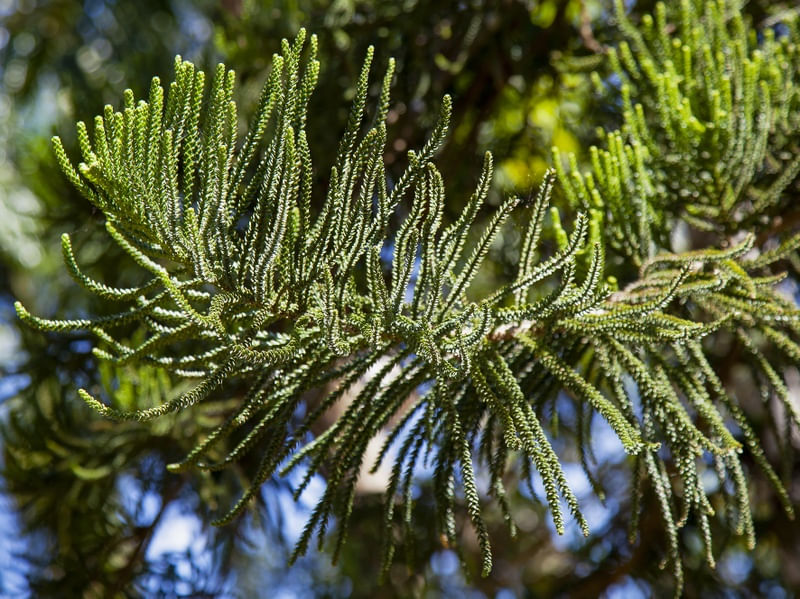 PINHEIRO 7664