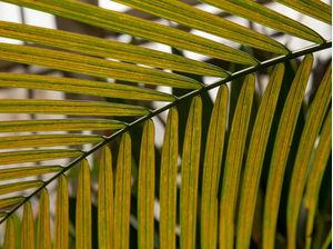 TROPICAL LEAF 7652