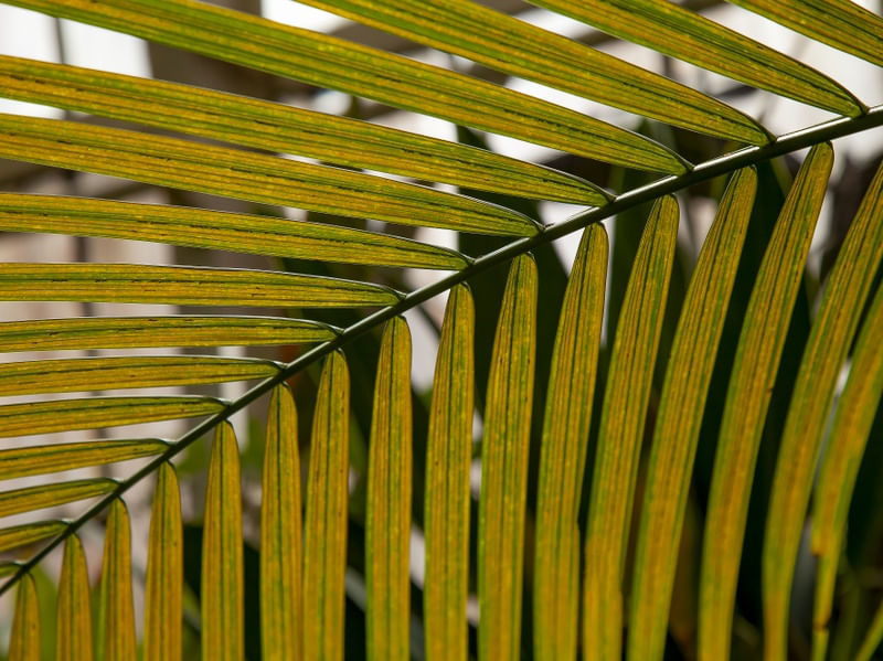 TROPICAL LEAF 7652