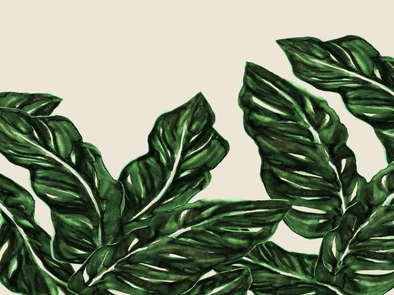 FOLHA DE MONSTRO SELVA VERDE 1 BOTANICO PLANTES NATUREZA PINTURA ILUSTRAÇÃO