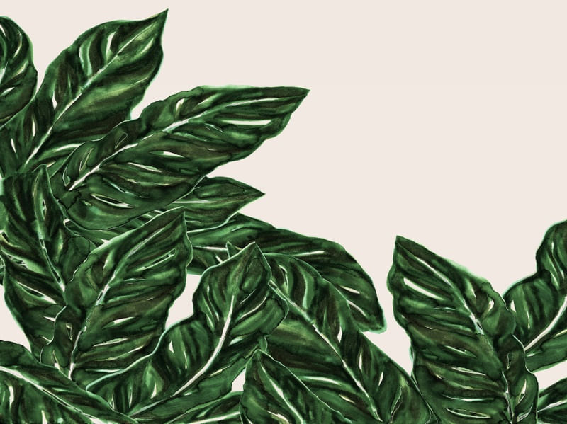 FOLHA DE MONSTRO SELVA VERDE 2 BOTANICO PLANTES NATUREZA PINTURA ILUSTRAÇÃO