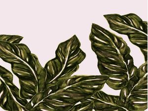 FOLHA DE MONSTRO VERDE OLIVA 1 BOTANICO PLANTES NATUREZA PINTURA ILUSTRAÇÃO