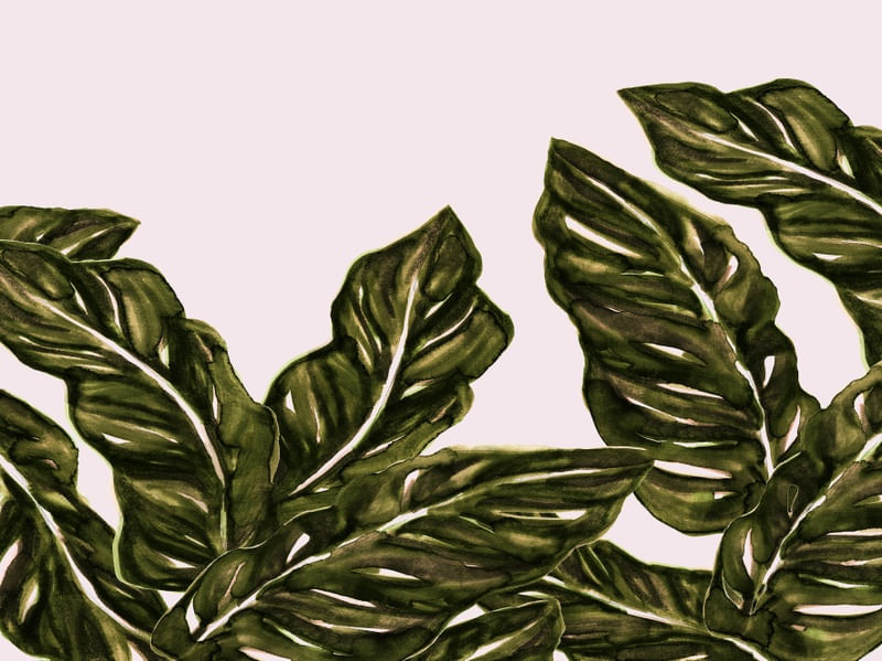 FOLHA DE MONSTRO VERDE OLIVA 1 BOTANICO PLANTES NATUREZA PINTURA ILUSTRAÇÃO