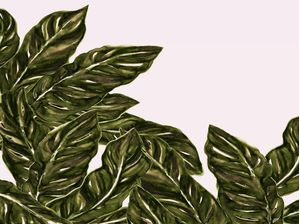 FOLHA DE MONSTRO VERDE OLIVA 2 BOTANICO PLANTES NATUREZA PINTURA ILUSTRAÇÃO