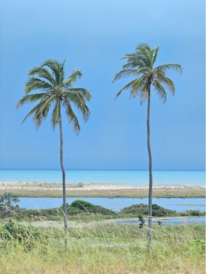 COQUEIROS LITORANEOS