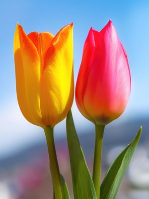 AS FLORES AMAM BY AI