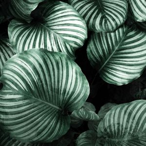 SAVAGE PLANTS I - GREEN (SQUARE)