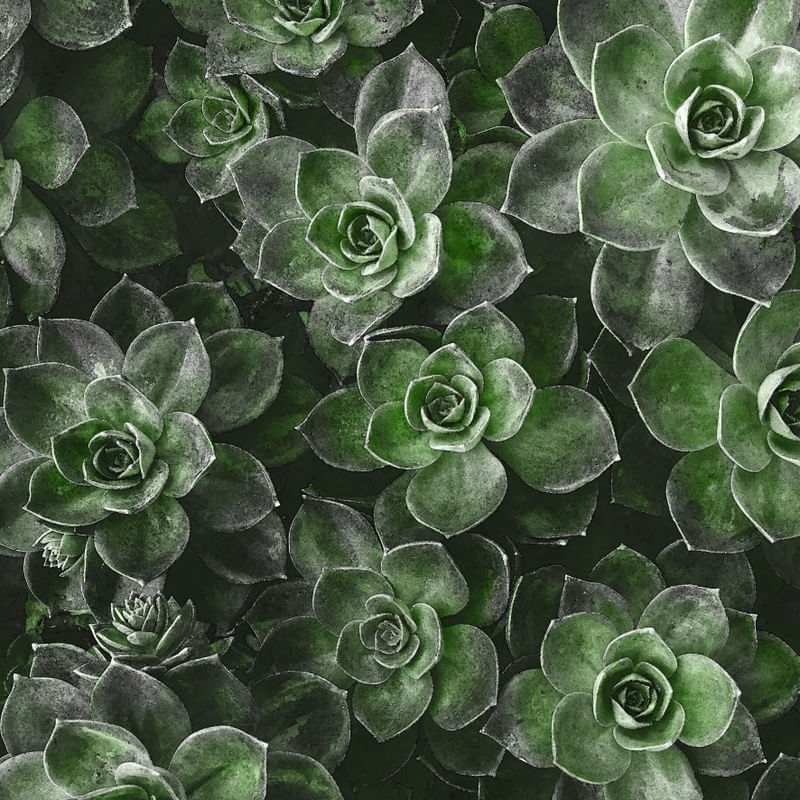 SAVAGE PLANTS II - GREEN (SQUARE)