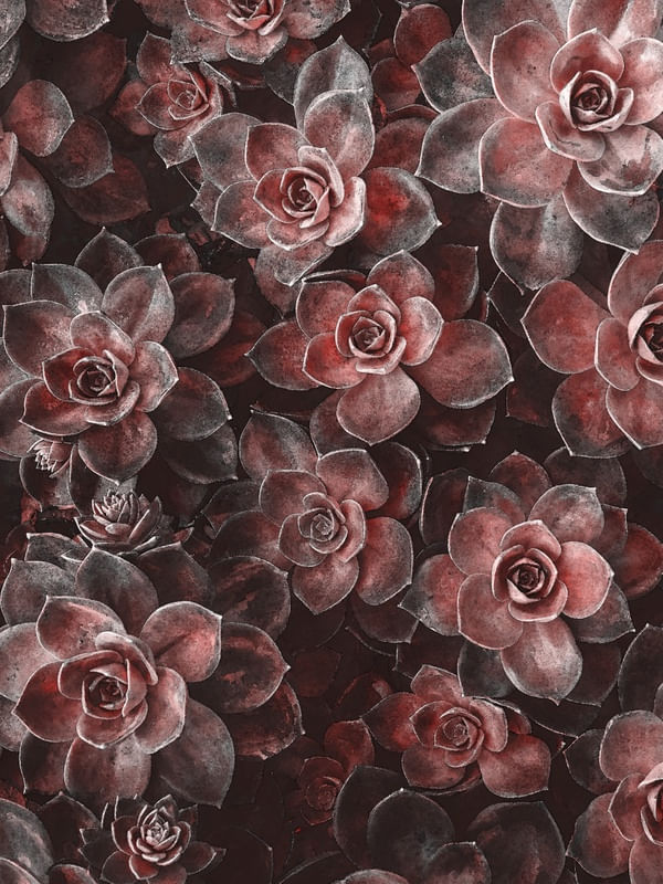 SAVAGE PLANTS II - ROSÉ