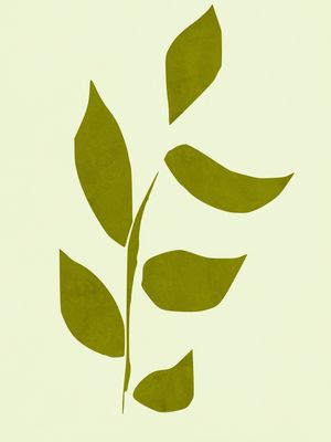 PLANTA DONA VERDE