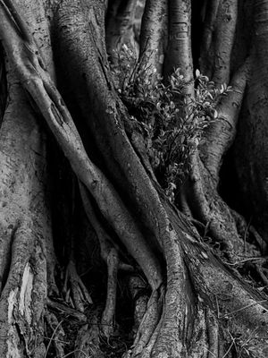 ECO - OBRA II