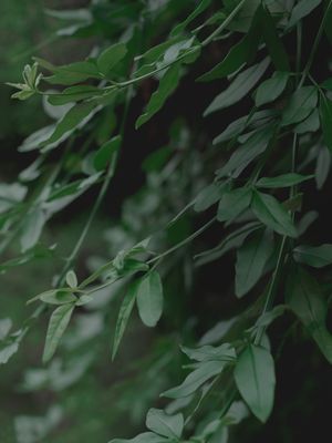 MORNING GREEN