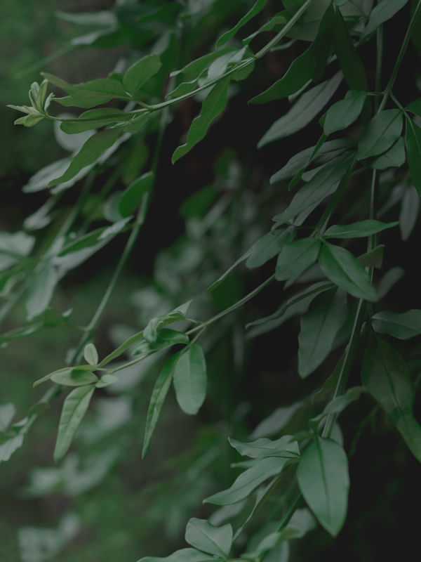 MORNING GREEN