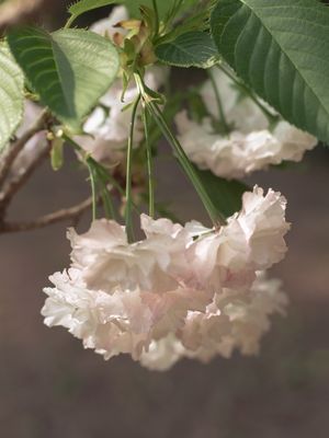 ENCANTO DA PRIMAVERA