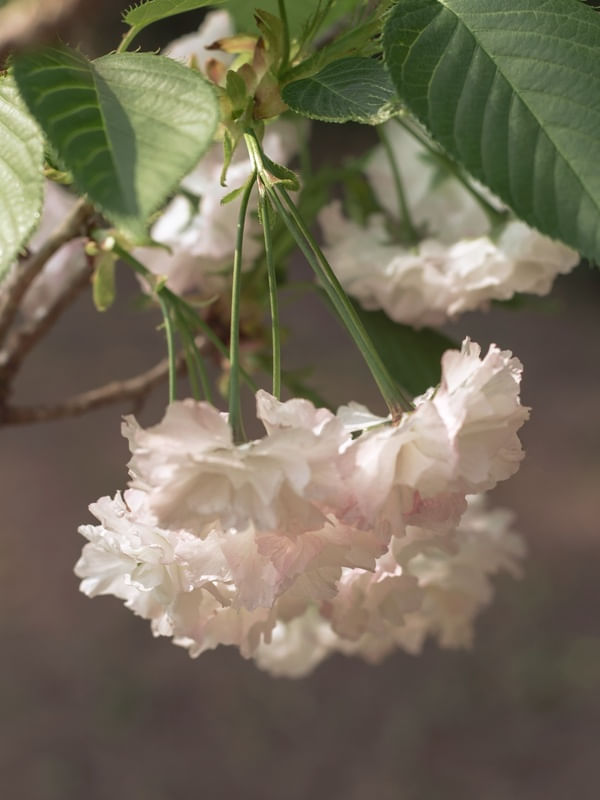 ENCANTO DA PRIMAVERA