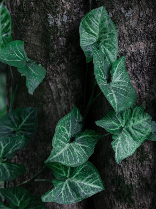 NATUREZA EM DETALHES II
