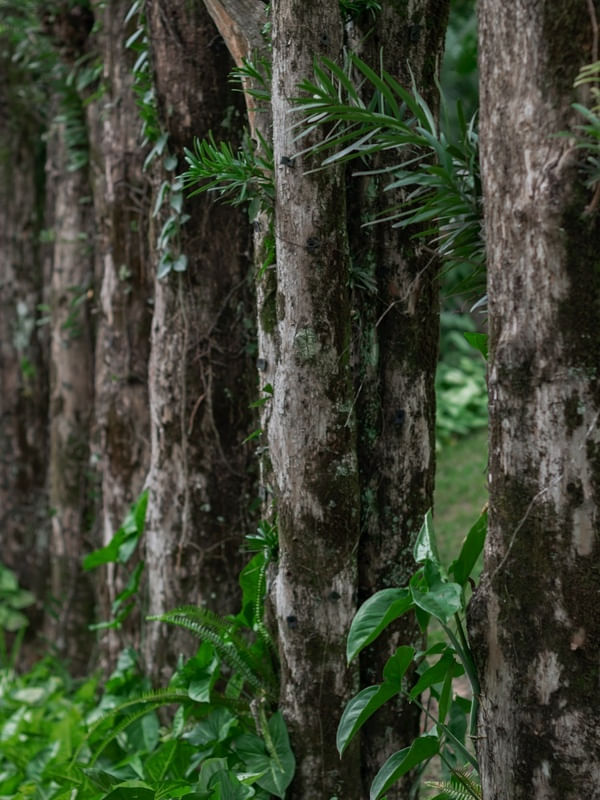 VERDE SELVAGEM