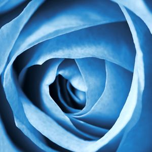 O SEGREDO DA FLOR AZUL II