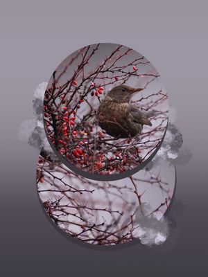 BIRDS AND FRUIT 1
