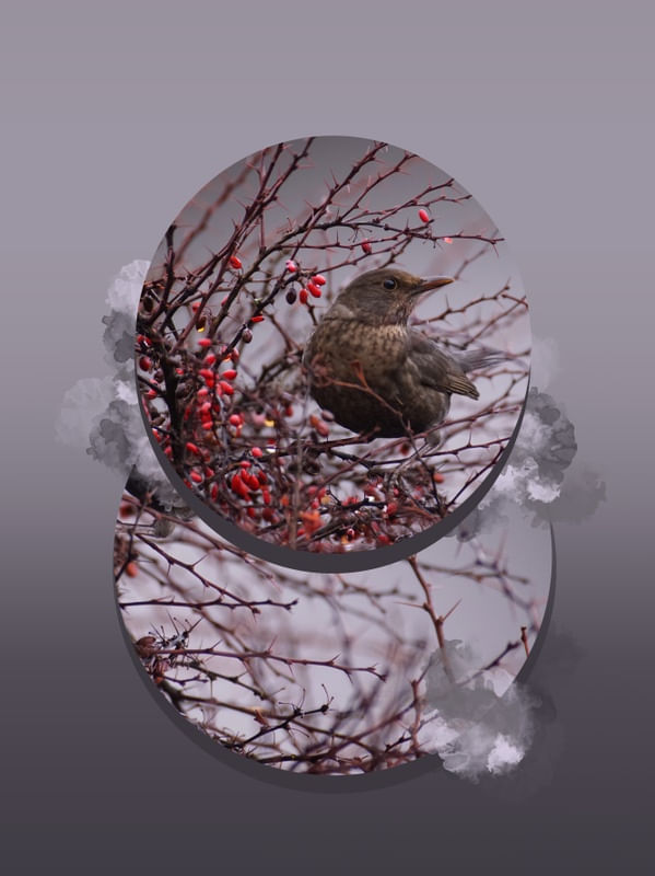BIRDS AND FRUIT 1