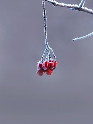 BIRDS AND FRUIT 2