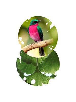 THE PINK BIRD 1