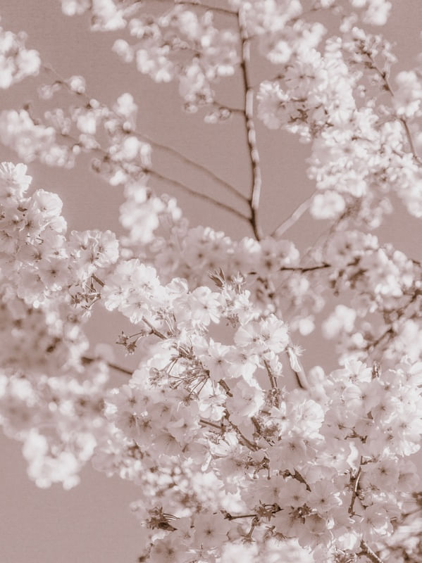 COMPOSIÇÃO FLORAL ABSTRATA, III