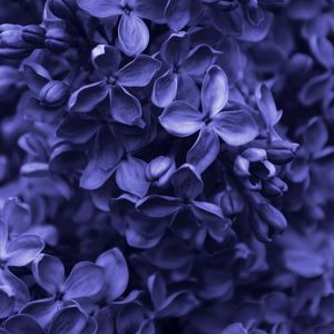 FLORES - VERY PERI