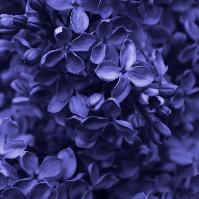 FLORES - VERY PERI