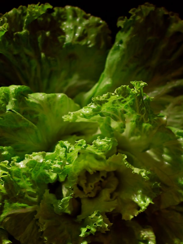 LACTUCA