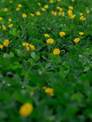 ARACHIS, 2