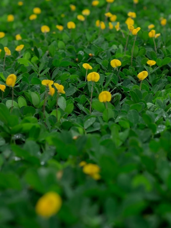 ARACHIS, 2