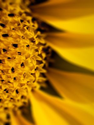 MACRO GIRASSOL