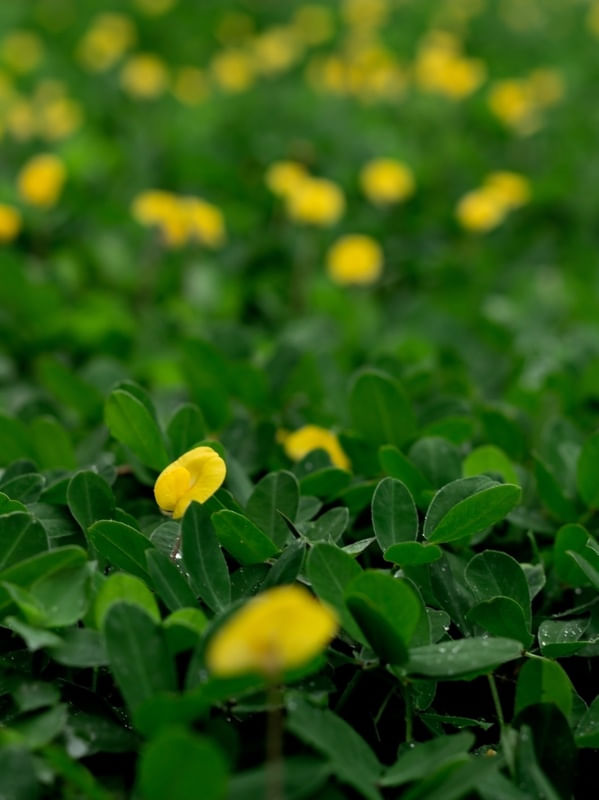 ARACHIS