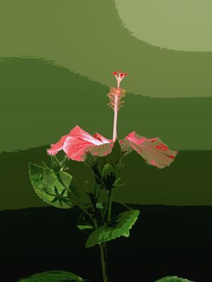 FLOR DO HAVAÍ