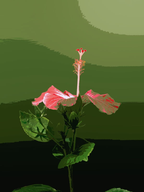 FLOR DO HAVAÍ