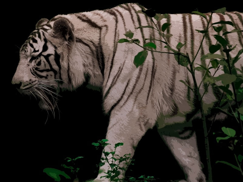 TIGRE REAL