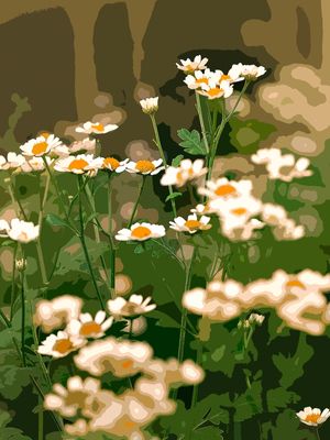 MARGUERITE