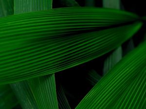 GREEN LIFE