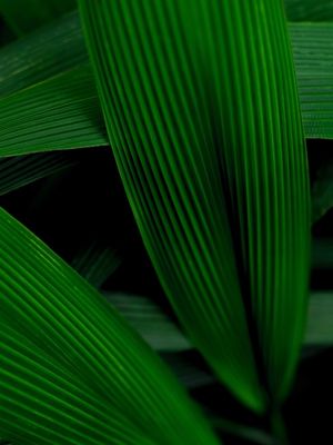 GREEN LIFE II
