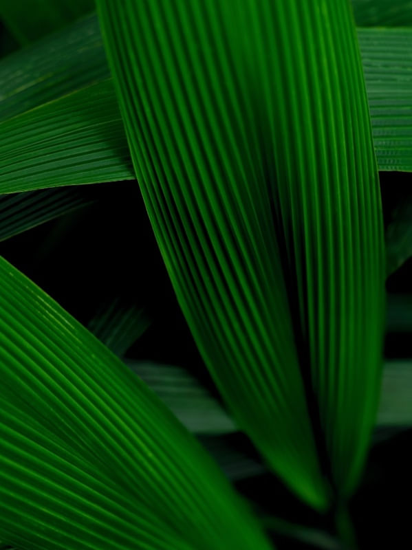 GREEN LIFE II