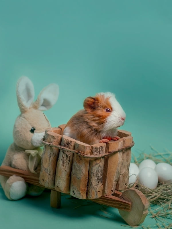 GUINEA AND RABBIT