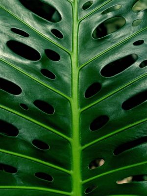 COSTELA TROPICAL