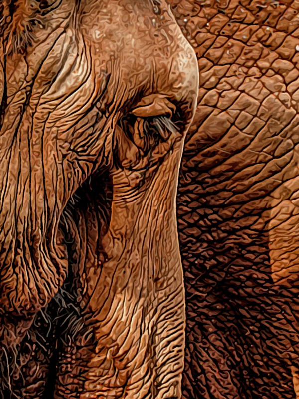 ELEPHAS.ANTIS